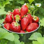 strawberries in a silver bucket in the middle of strawberries vines