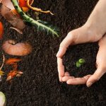 Hands holding out dark compost beside food scraps