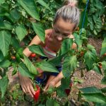 picking peppers