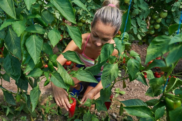 picking peppers