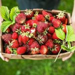 two hands holding a basket of freshly picked strawberries
