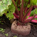 a beet root growing out of the soil