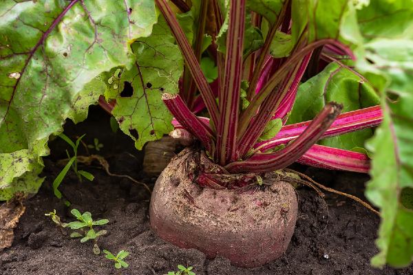 How To Use Beets